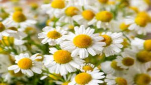 chamomile flower