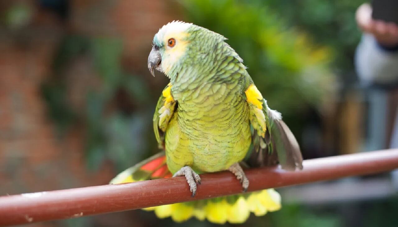 Tico, the double yellow-headed Amazon parrot, singing passionately in viral Freddie Mercury-style performance.
