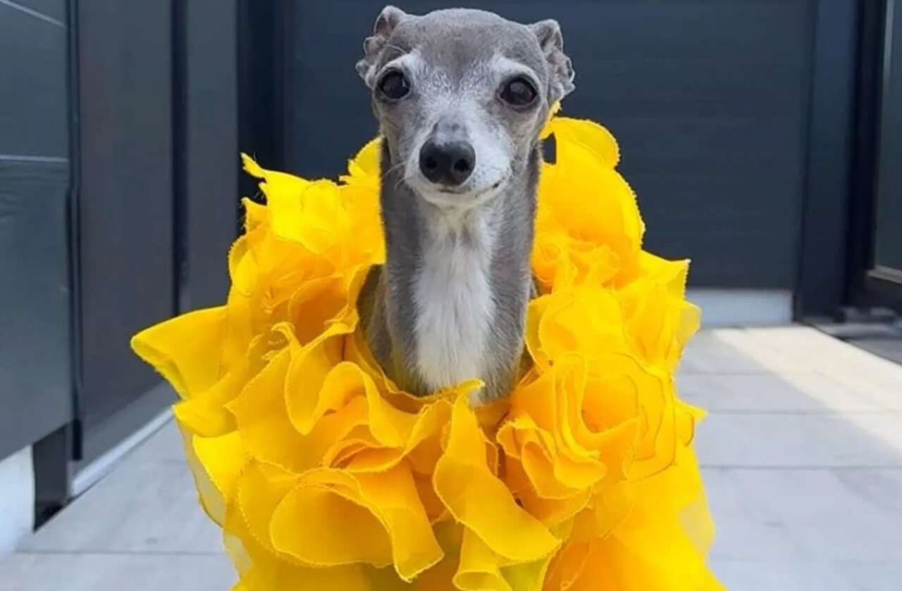 Tika the Iggy in a stylish outfit before her passing