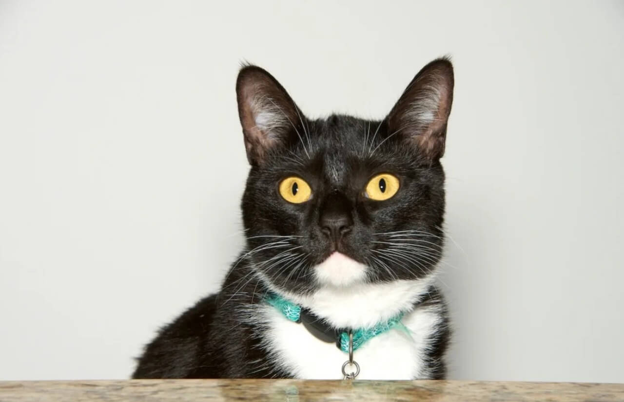 Tuxedo cat Layla sneaks whipped cream during viral TikTok challenge.