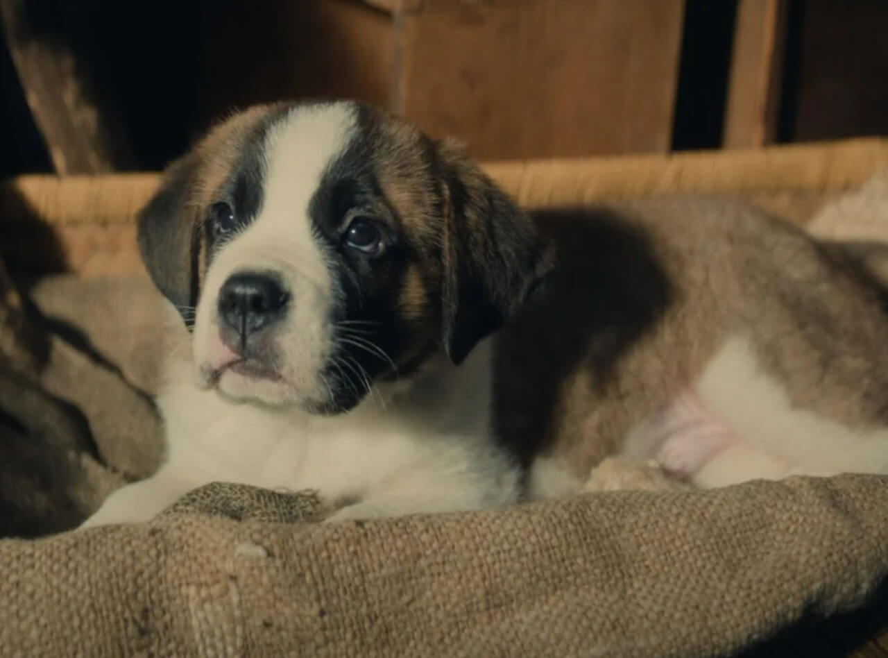 St. Bernard puppy with boy in Swiss Alps from family film Barry & Me.